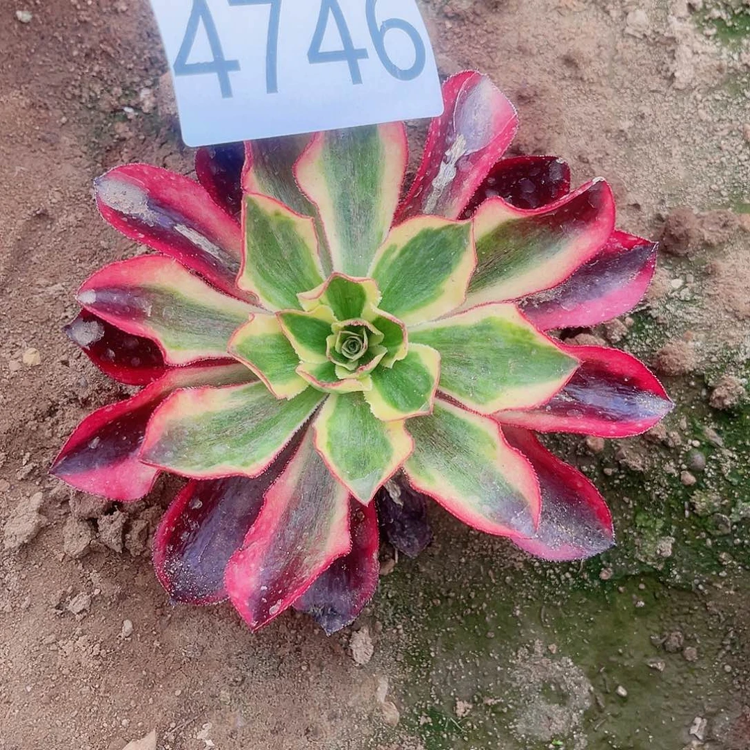 4746魅影多肉植物