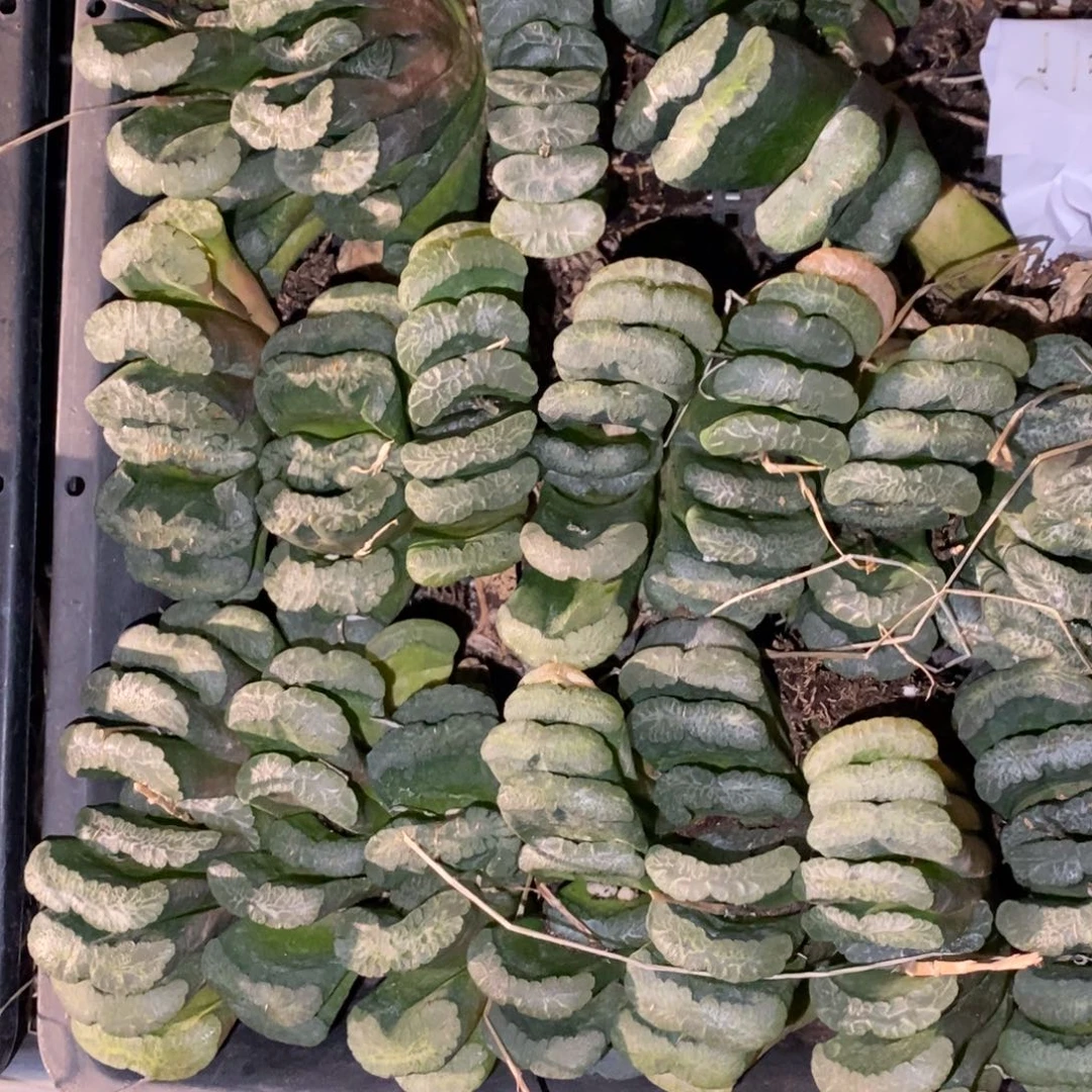 303 一颗实生大玉扇