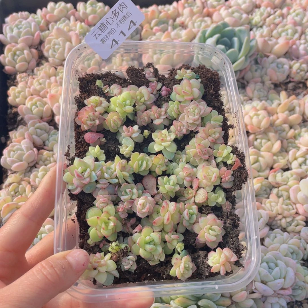 云糖心多肉植物414