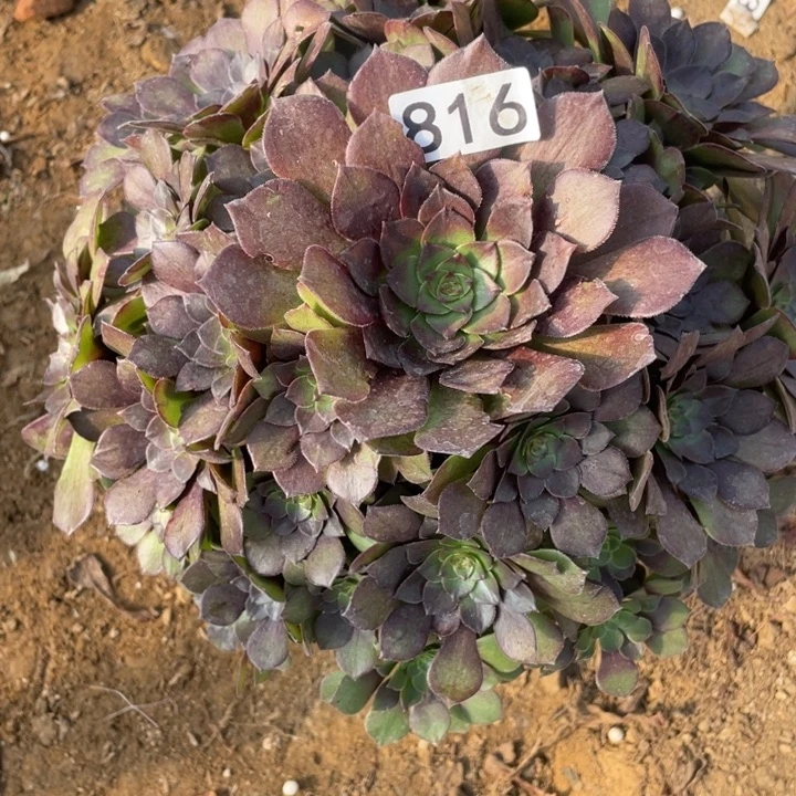 816桃花石多肉植物