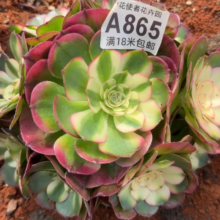 多肉法师荔枝朵朵