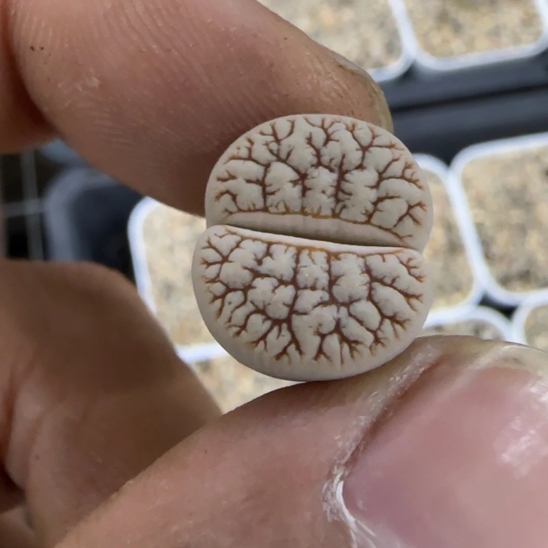 350 生石花大棚直播