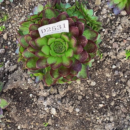 2531桃花石多肉法师锦