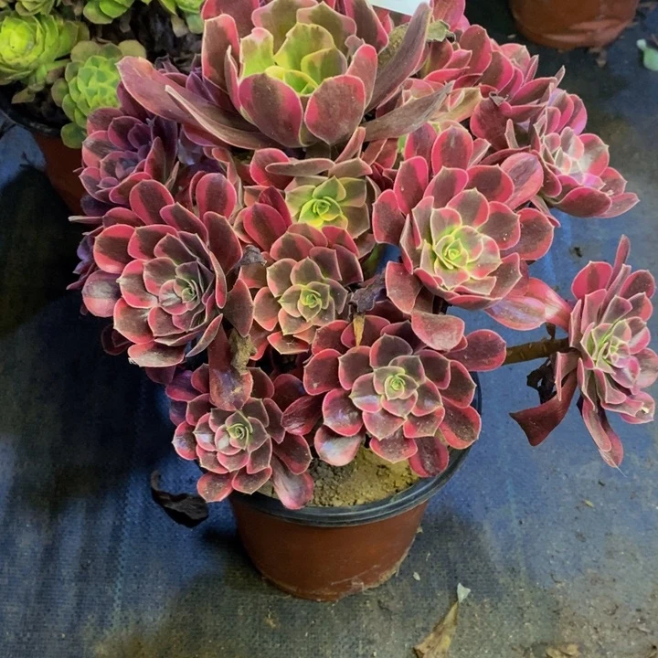 凤冠多肉断头不包4447