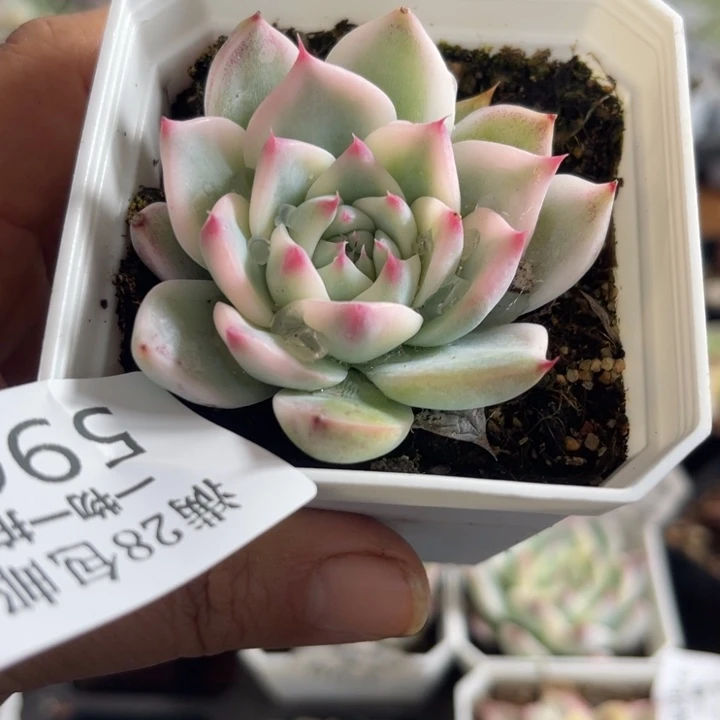 吉娃娃锦多肉植596