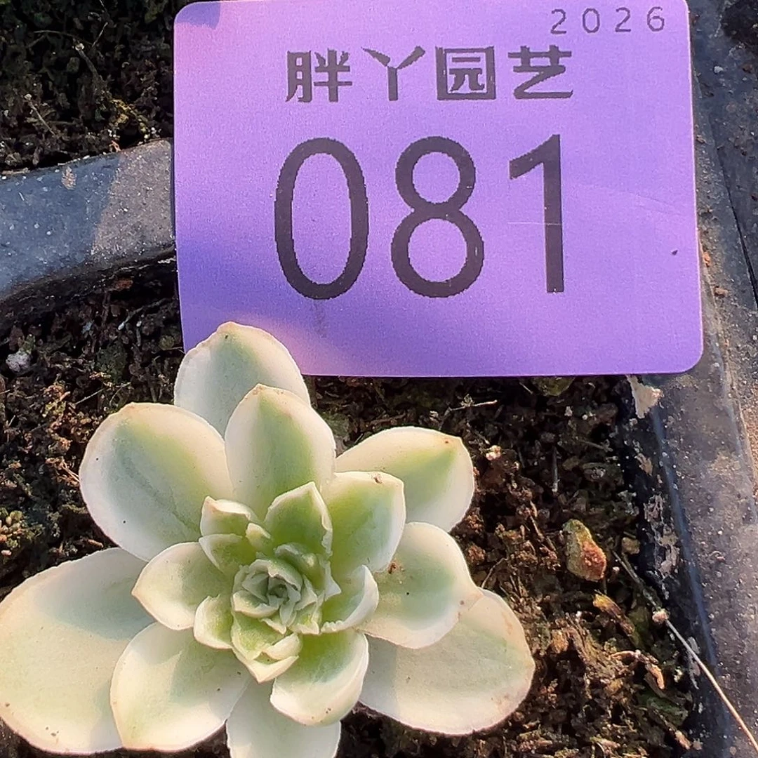 山地玫瑰锦秋夕081