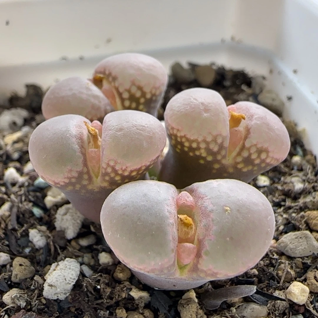 10-11-2-6当天38包邮鼓窗翻窗风铃群单头1.6脱土