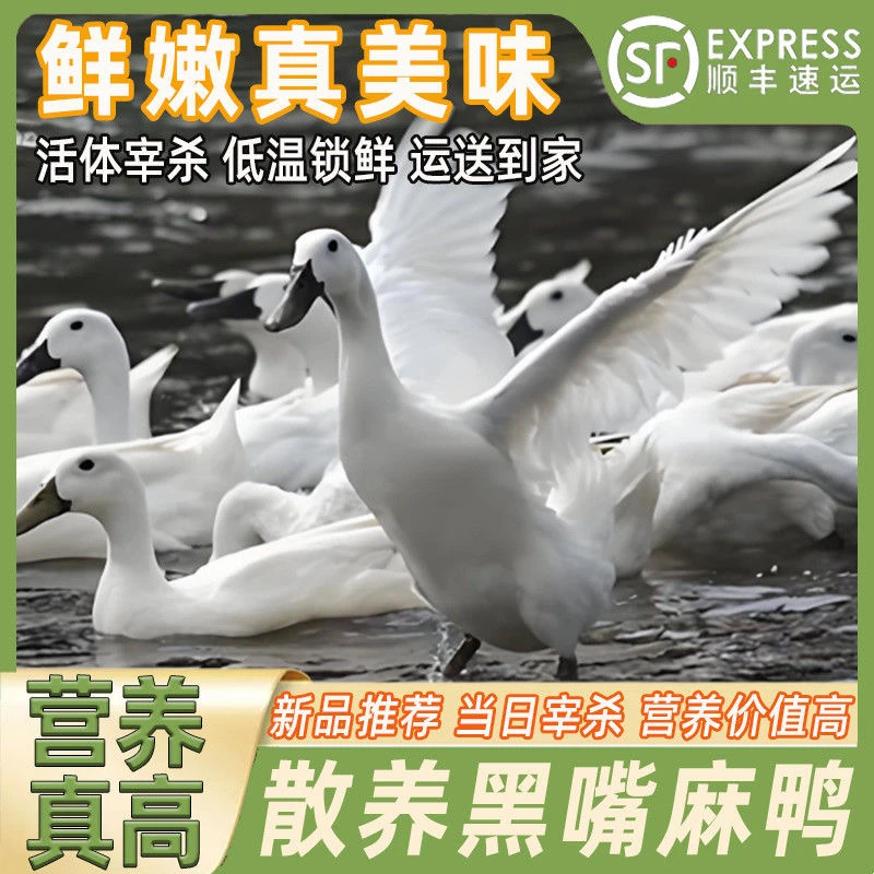 【双黑土鸭农家散养单只净重2.7斤-3斤/只顺丰包邮 净膛带鸭掌鸭翅