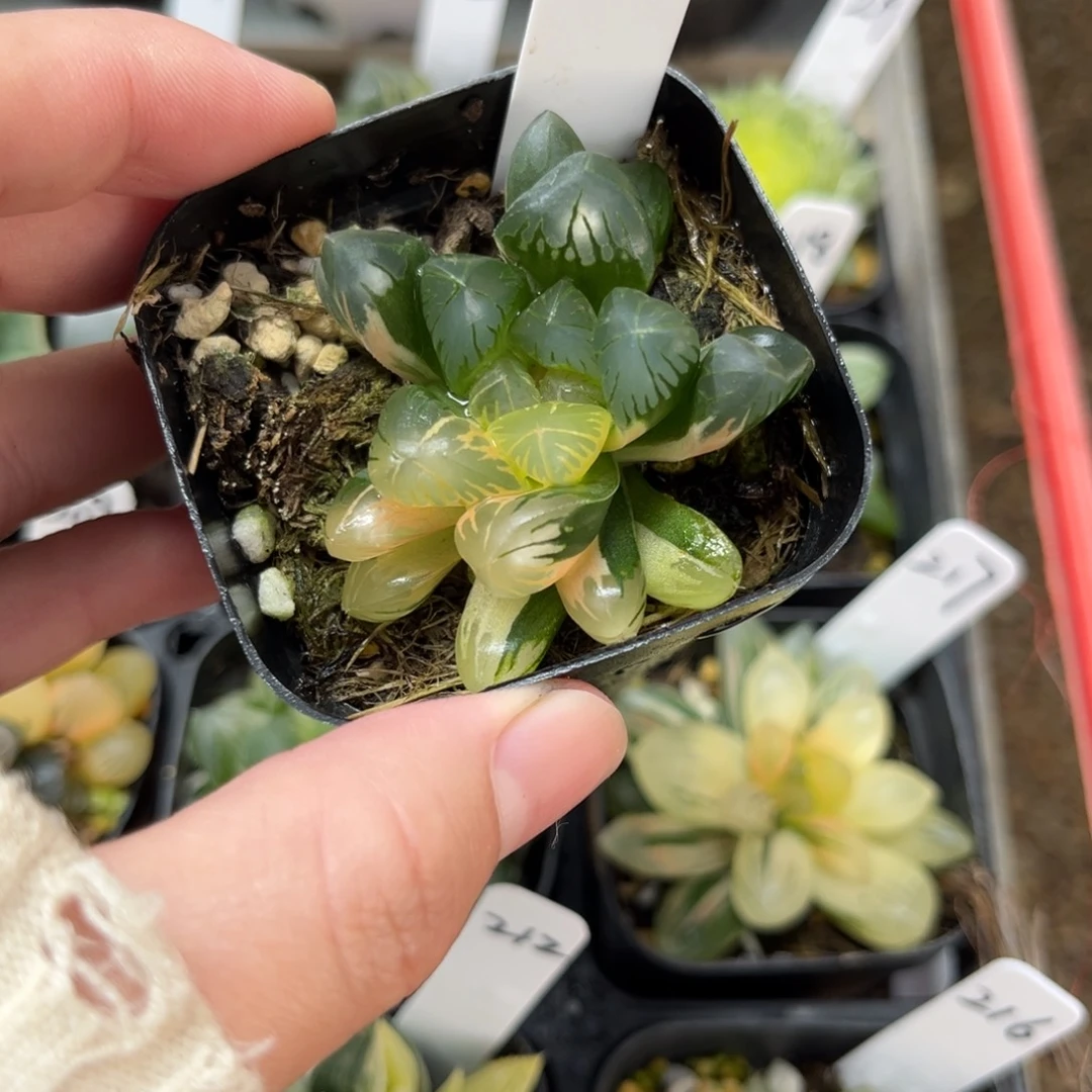 109龙爪玉露锦一物一拍