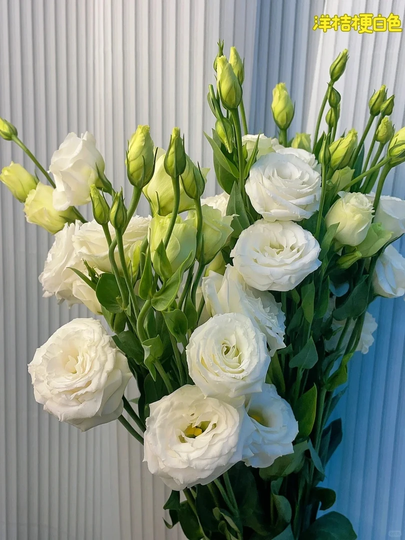 【浙里花】白色洋桔梗  两单升级EMS空运/京东冷链