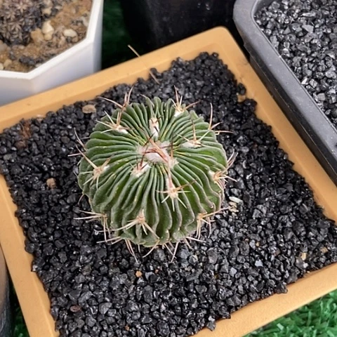 馨**贝开花仙人掌一株
