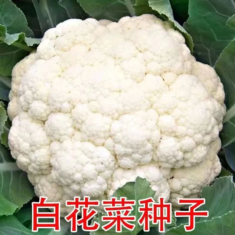 白花菜种子耐寒松花菜种籽80天花椰菜家庭菜园春秋季种植蔬菜籽孑