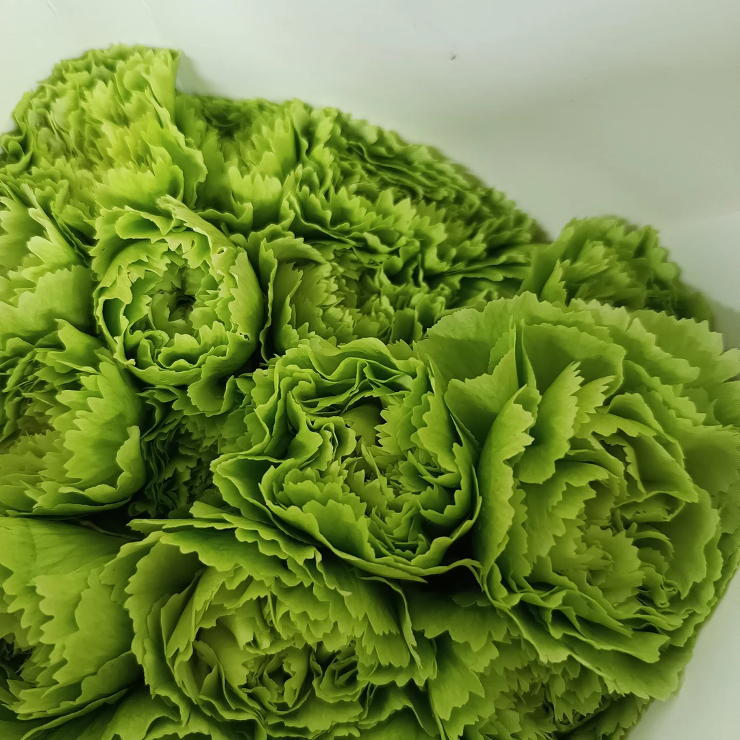 【绿康乃馨5支】京东包邮到家