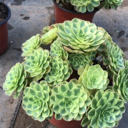 无花朵雨荷法师多肉植物023号