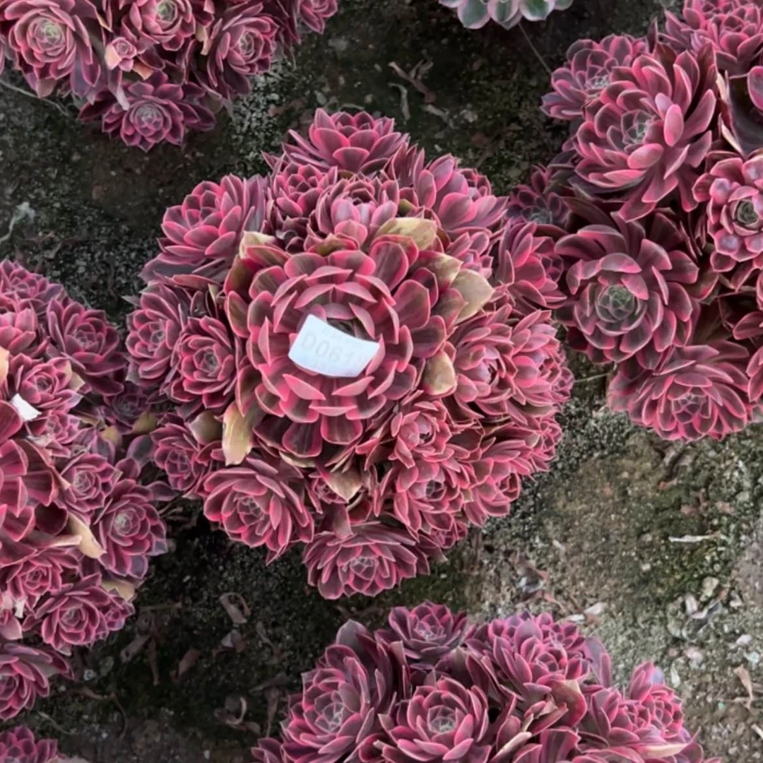 【闪购商品】618浣纱多肉