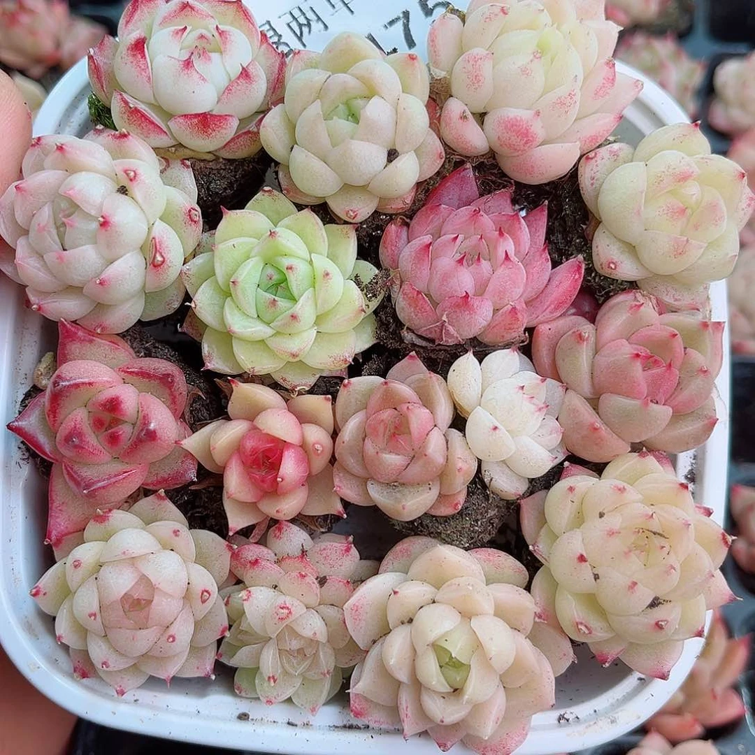 1-175 新疆西藏内蒙不发 12.8包邮2-3公分多肉