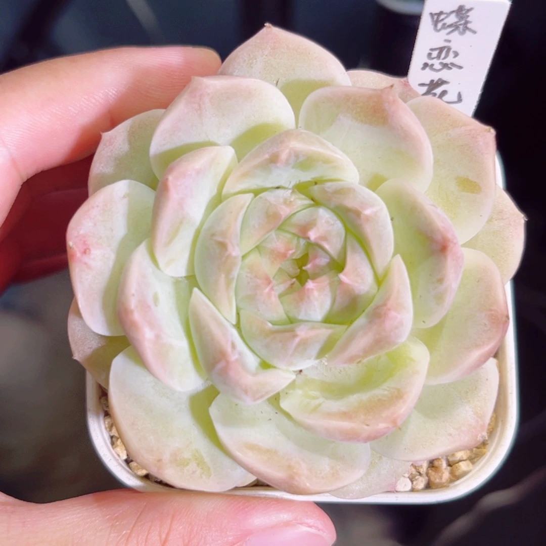 A936 一物一拍 蝶恋花