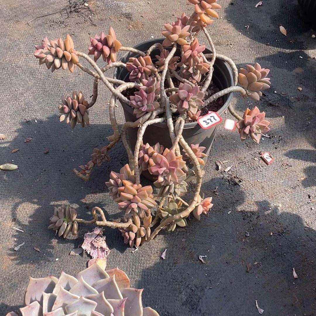 377姬龙跃 一物一拍多肉