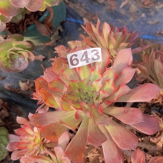 z***n多肉植物一个法师