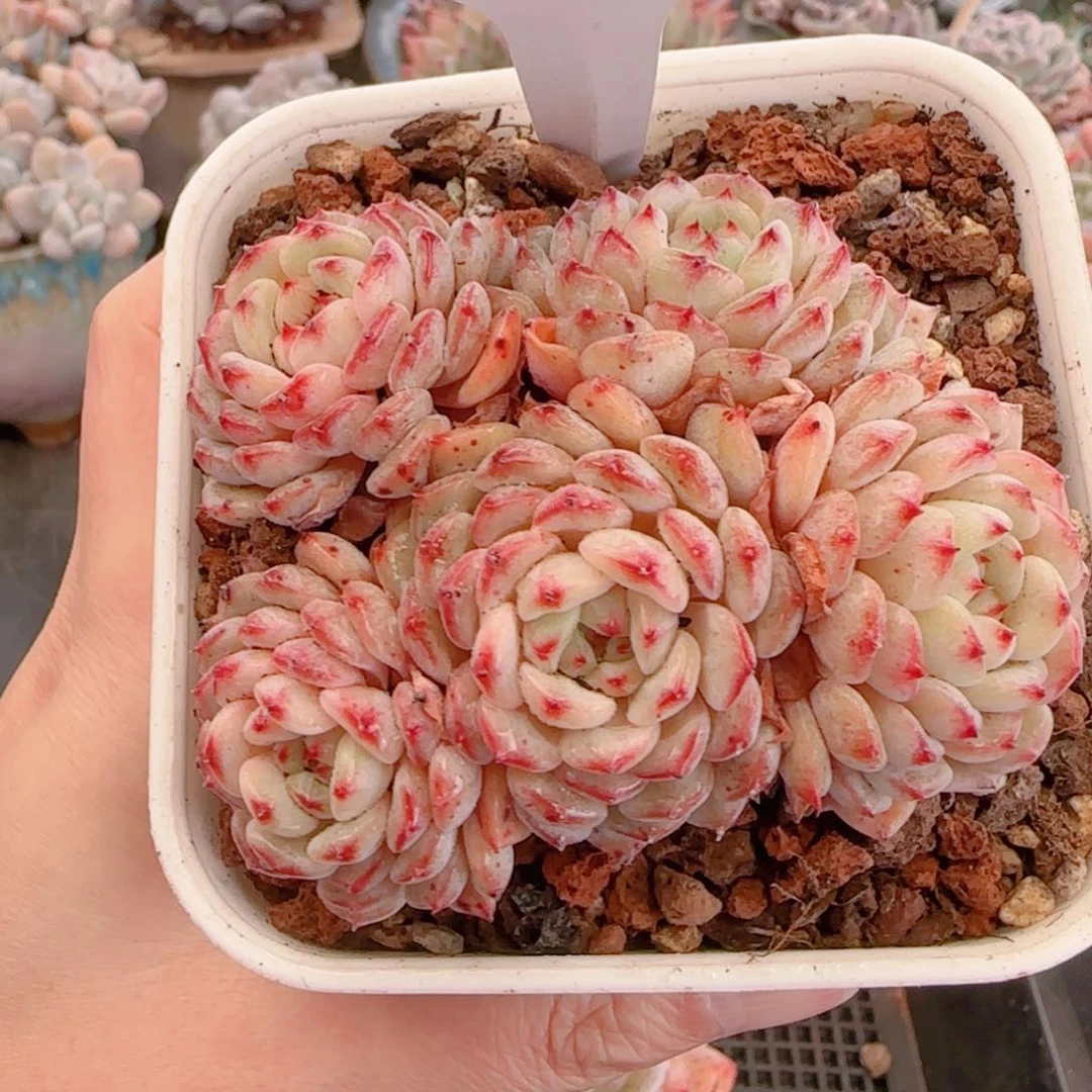 多肉植物8603…………