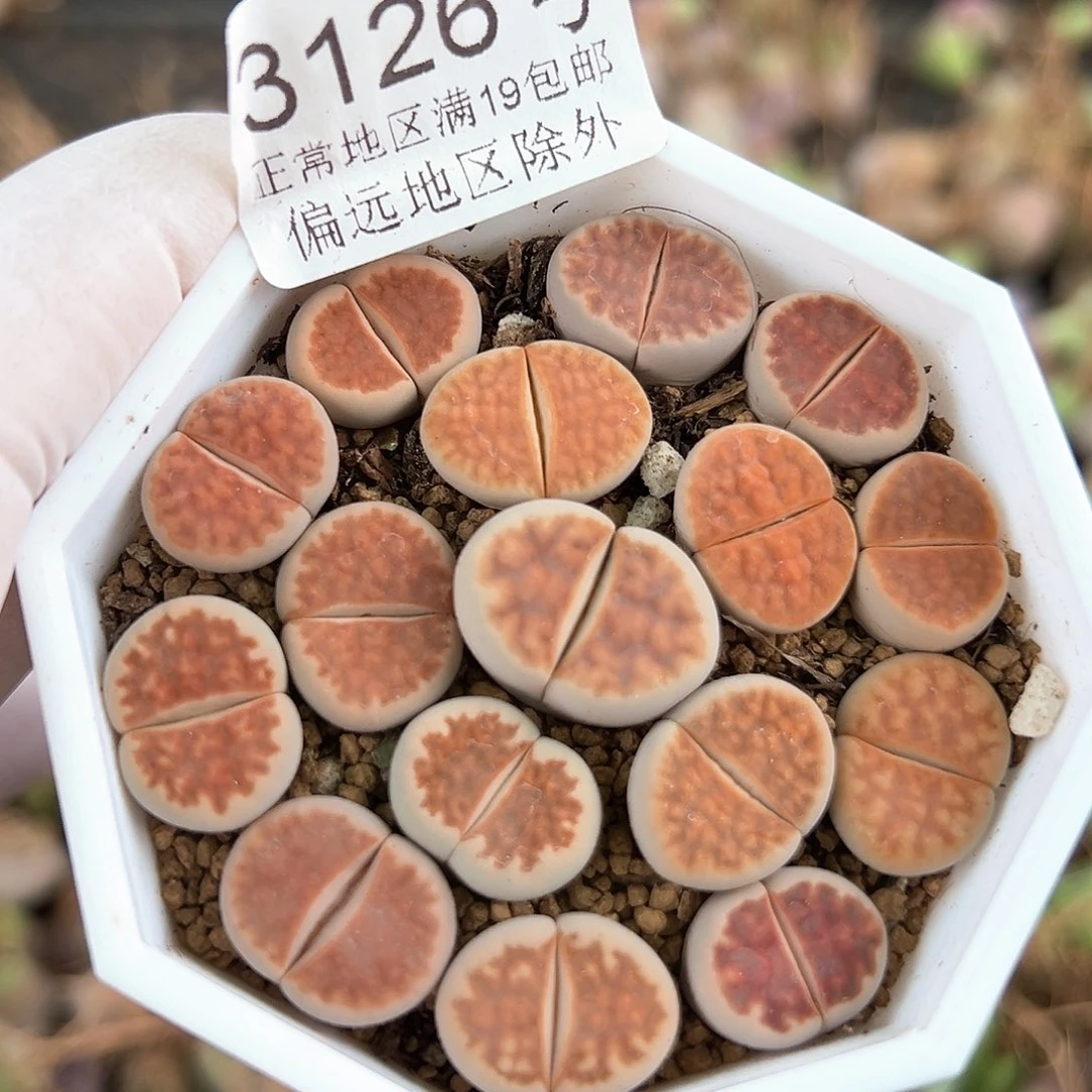 3216 好养易活生石花大母本