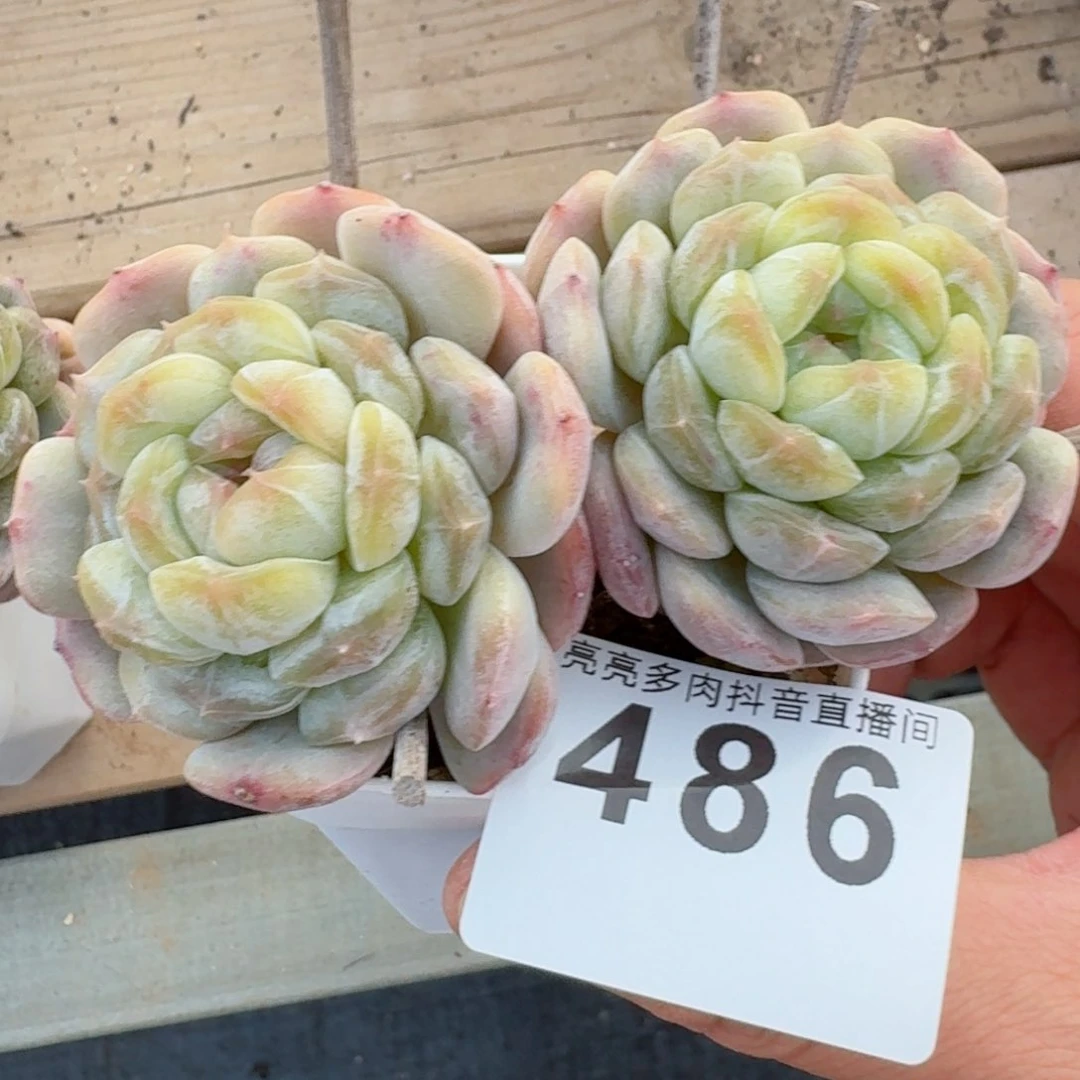 专****2白色恋人双头老桩         精品多肉