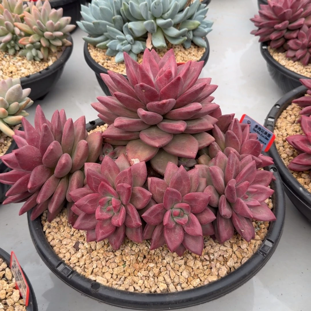 赫菲斯托大群炸炸炸