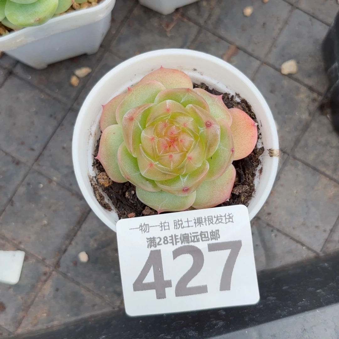 黄萤石单头无盆土发货