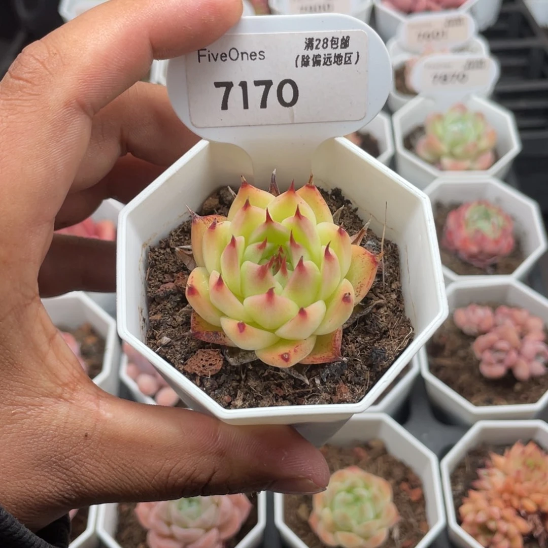 7170托斯卡内利4.0厘米