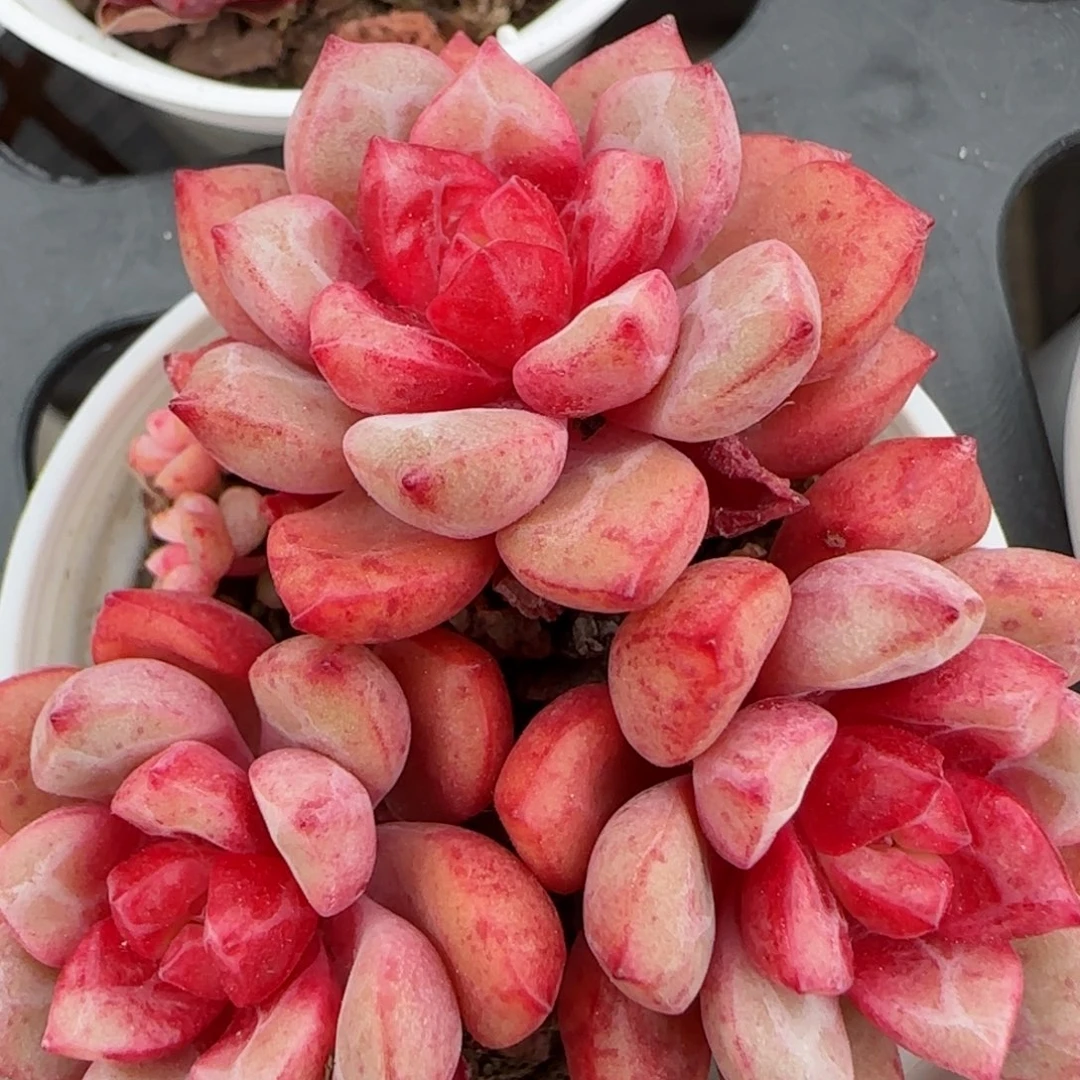 花语逸境0209-395