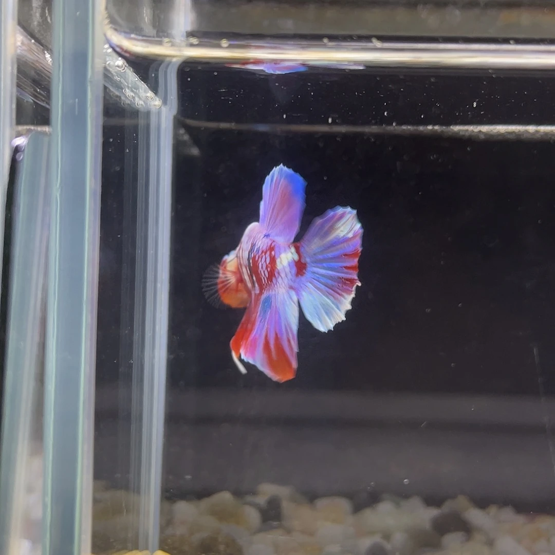 斗鱼星宸9月11日3号