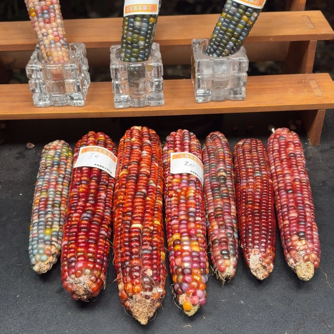 *****银S925七彩宝石文玩玉米