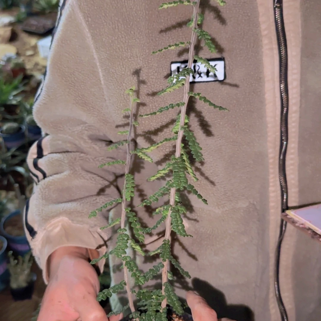 多****?块根植物块根植物块根植物