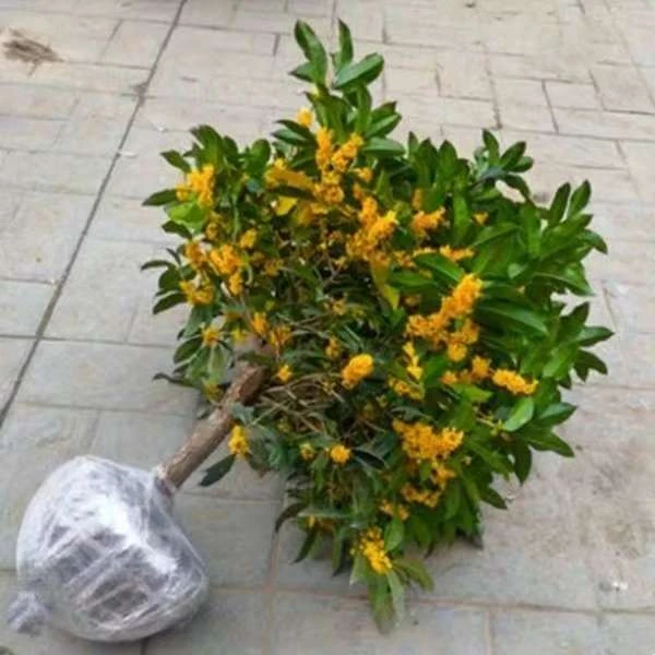桂花苗嫁接桂花盆栽桂花树四季桂八月桂金桂庭院阳台耐寒植物