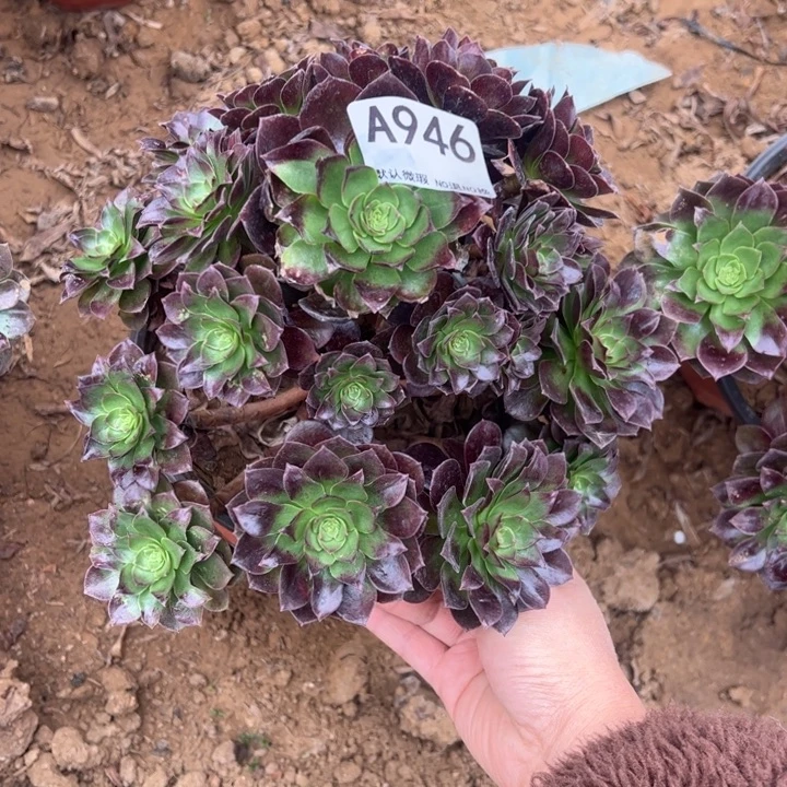 赤炎链多肉植物946.