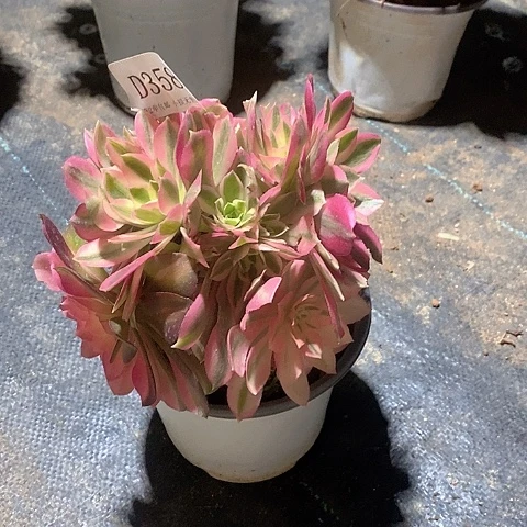 358女巫多肉母本处理无售后