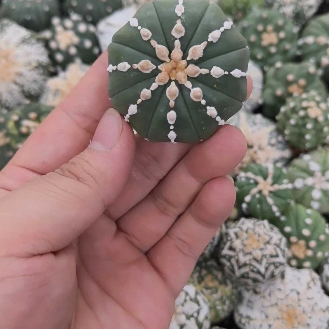 海星体连线琉璃兜兜