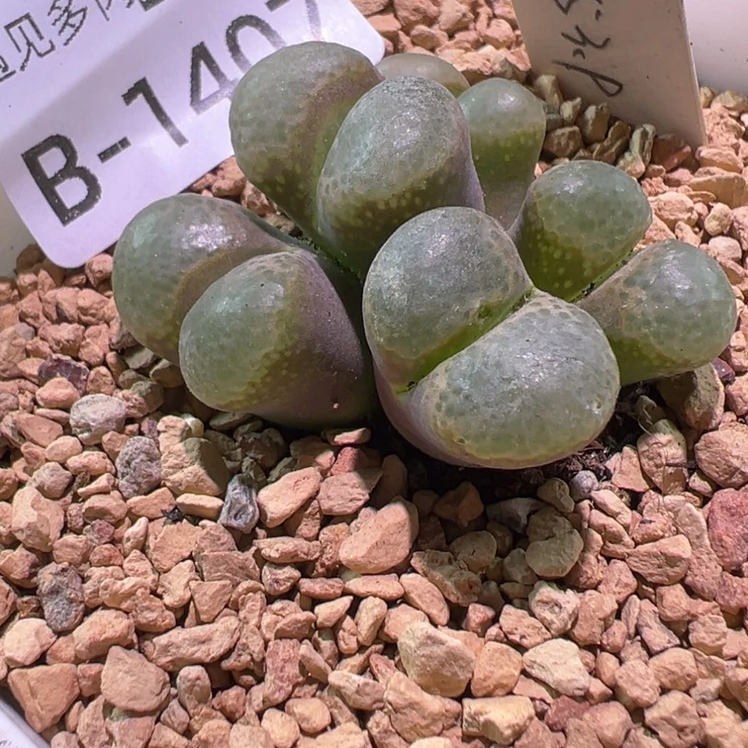 多肉植物1111111111111