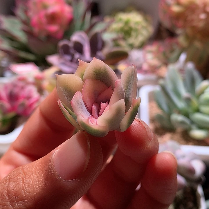 暗冰锦腹轮锦侧芽有根