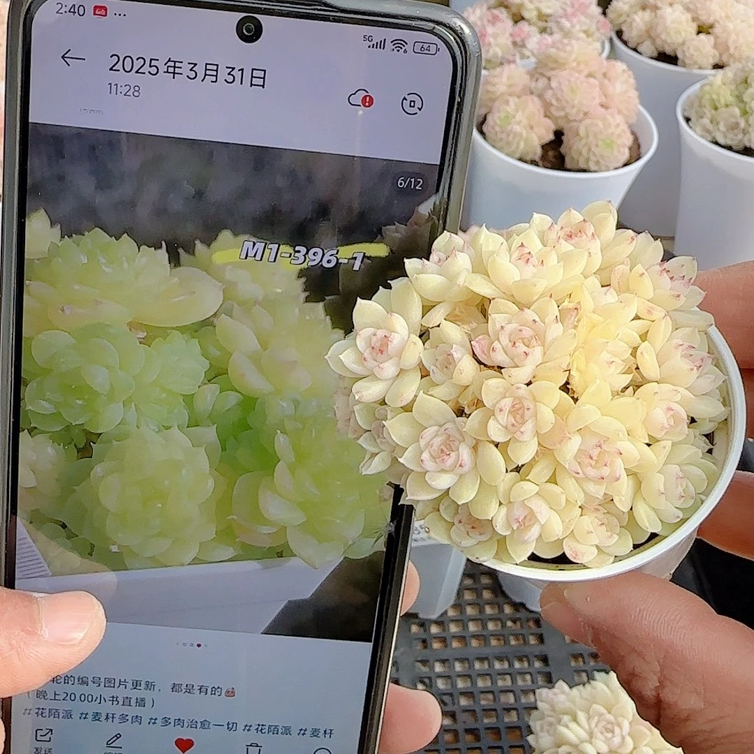 0104-87（m1-396-1）优选