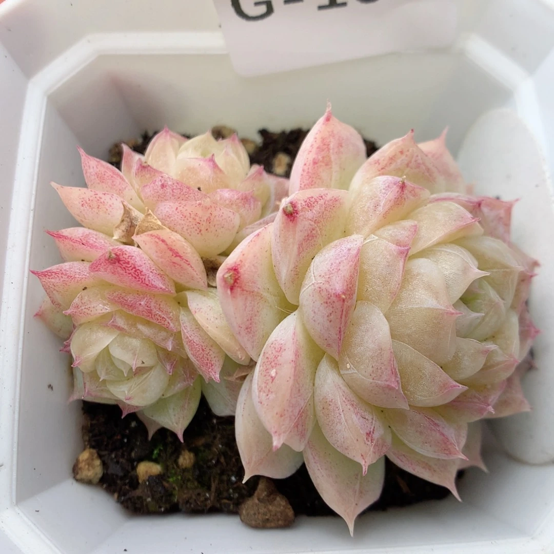 G104两颗，20包邮两天凑单