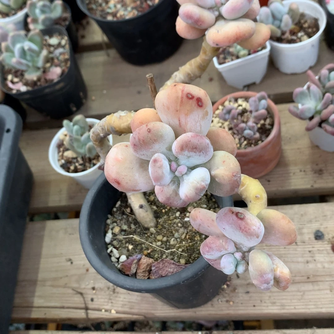 油煎奶酪多肉 三头的