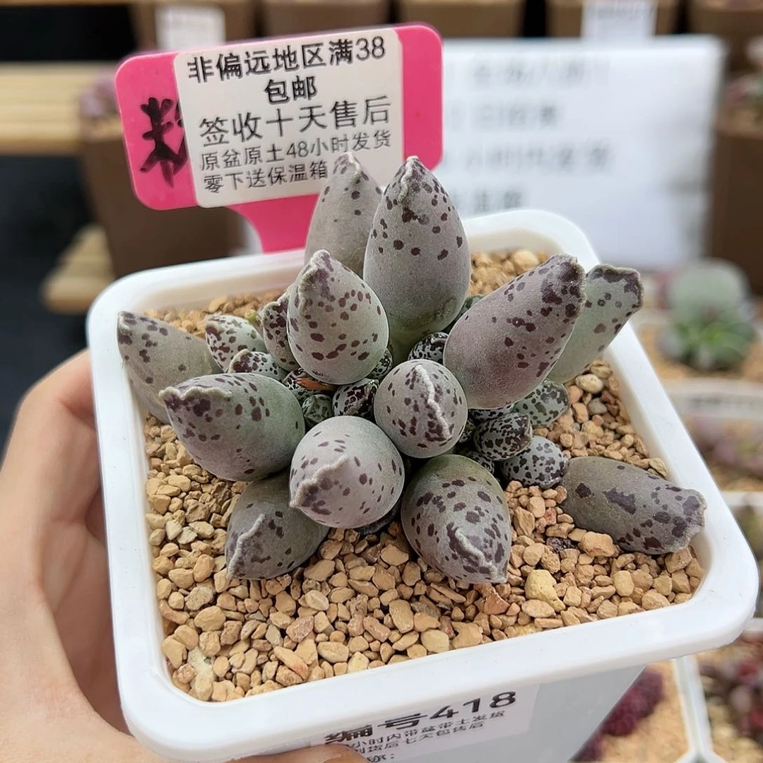 418白肌海豹多肉