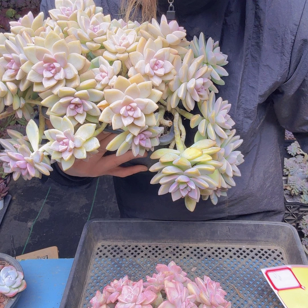 小***花09淡雪大缀化一物一拍