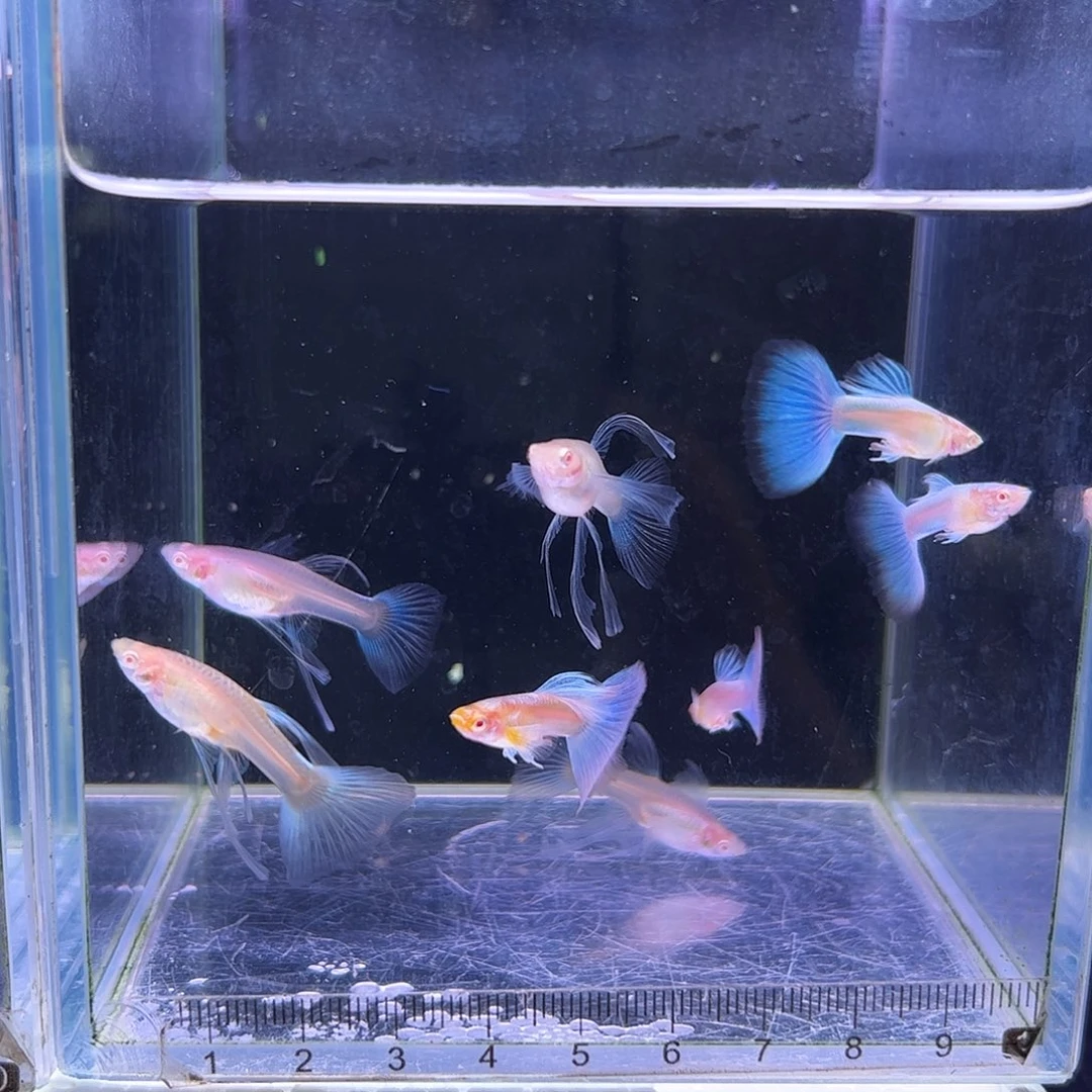 孔雀鱼蓝白c2对所见即所得