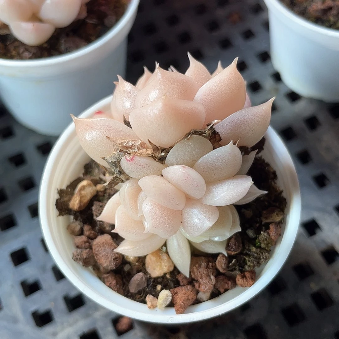 优选麦秆福利9468