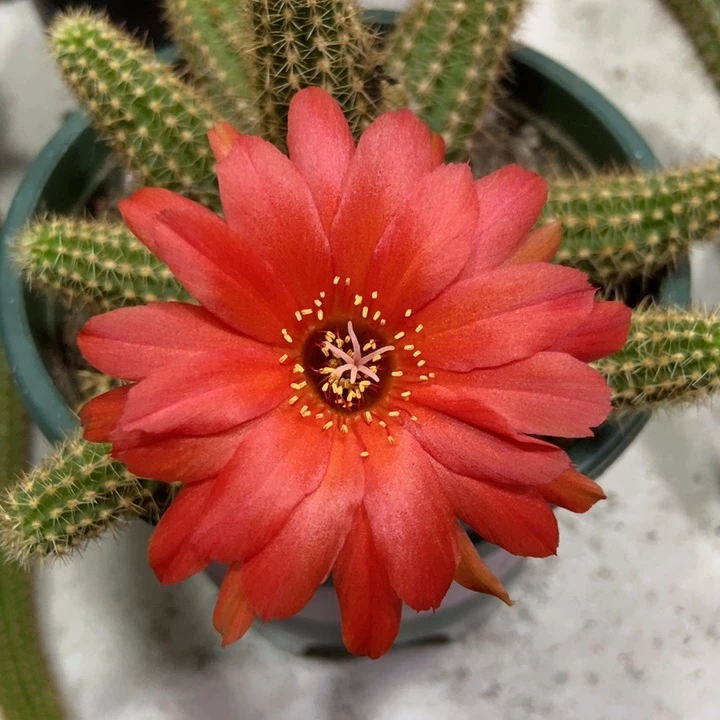 仙人球繁荣白檀一盆