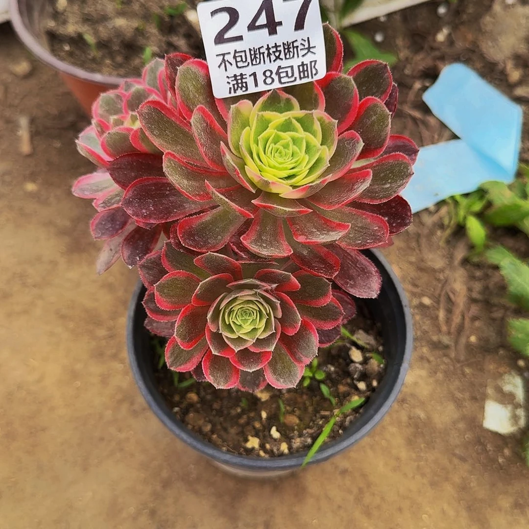 用****6247西施多肉法师的