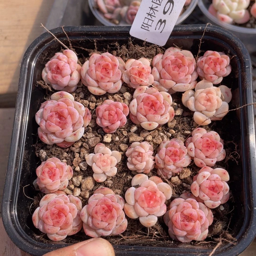 L****呀多肉植物多肉植物397