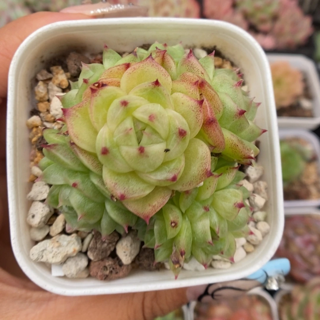 蜜蜡麦秆可拍623号